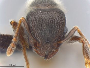 Media type: image;   Entomology 512587